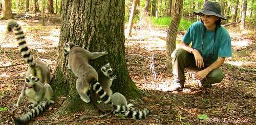 Lemurs: From Solitary to Social – Understanding Their Diverse Social Behaviors