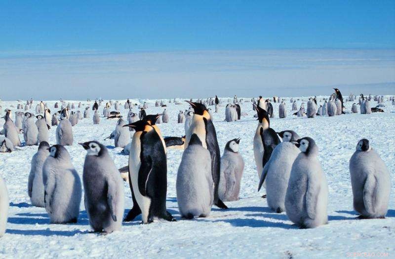 Emperor Penguins May Cut Record Times by Eating Faster