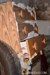 Unveiling How Dry Rot Fungus Serpula lacrymans Evolved to Thrive in New Habitats