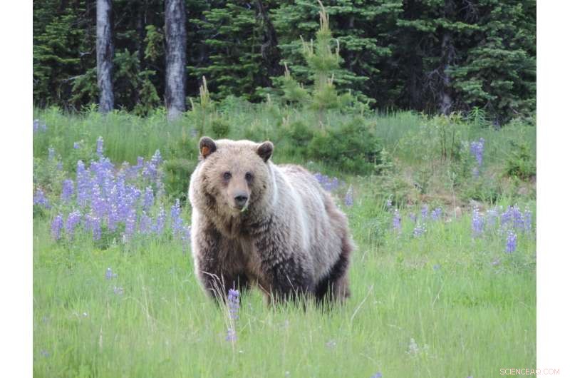 Key Factors Driving Successful Grizzly Bear Translocations