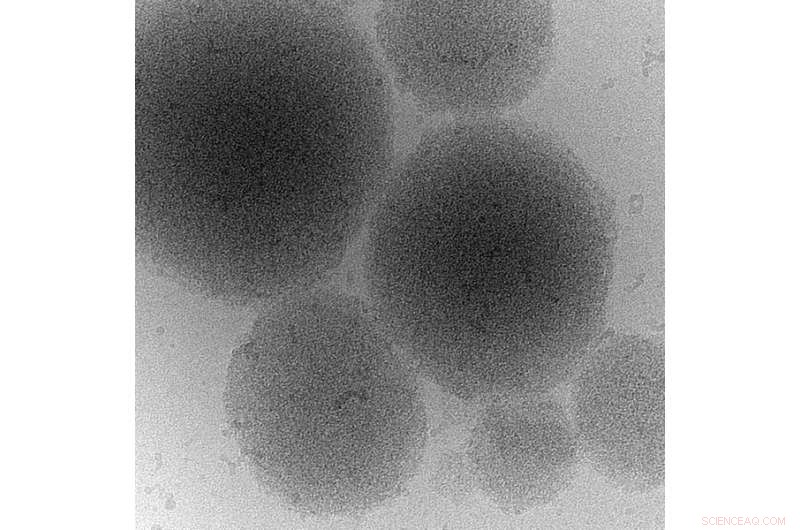 Stress Sensors Harness Infectious Proteins to Enhance Yeast Cell Survival