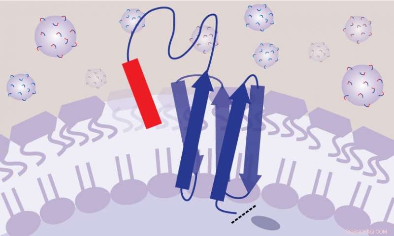 New Antibiotic Breakthrough: Tethering Toxic Peptides to Bacteria for Targeted Action