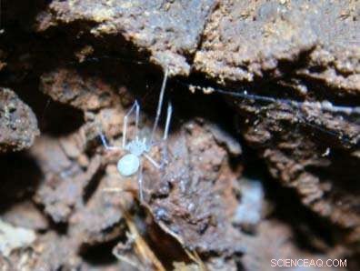 Brazilian Researchers Unveil Seven New Spider Species, Each Named After Famous Fictional Arachnids