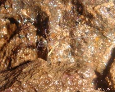 Brazilian Researchers Unveil Seven New Spider Species, Each Named After Famous Fictional Arachnids