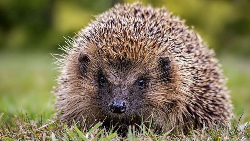 Protecting the Hedgehog: Effective Strategies to Preserve Britain’s Endangered Garden Species