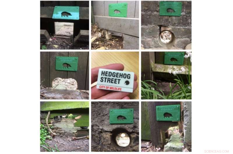 Protecting the Hedgehog: Effective Strategies to Preserve Britain’s Endangered Garden Species