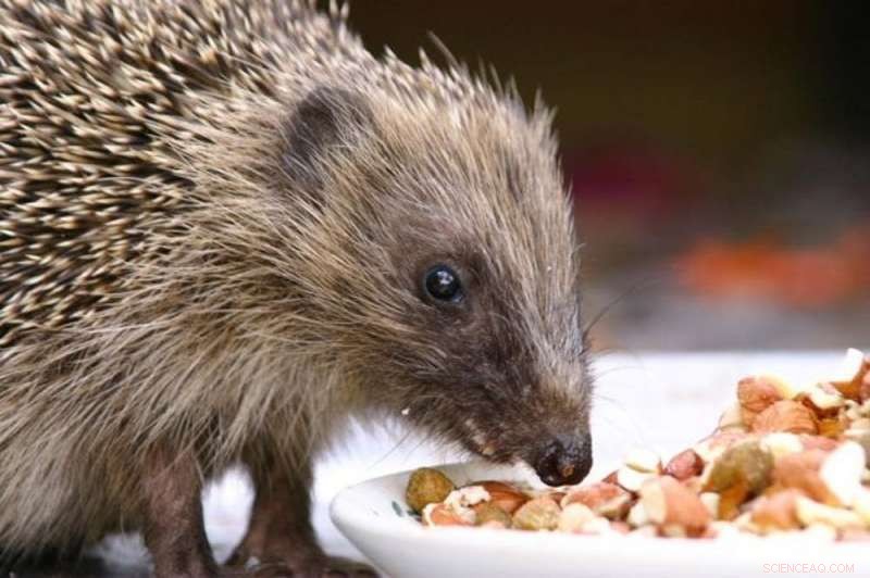 Protecting the Hedgehog: Effective Strategies to Preserve Britain’s Endangered Garden Species
