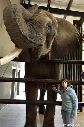 New Study Finds No Link Between Obesity and Reproductive Health in Zoo Elephants