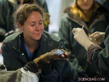 Restoring Fire-Damaged Paws: The Healing Power of Fish Skin