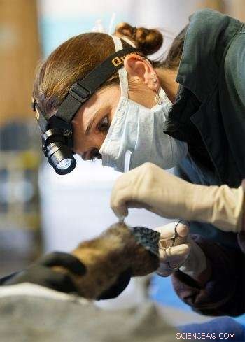 Restoring Fire-Damaged Paws: The Healing Power of Fish Skin
