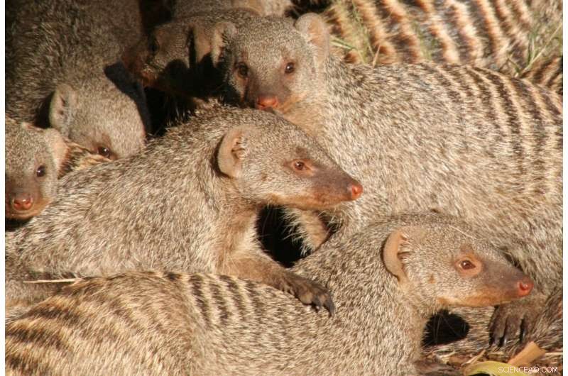 Fatal Family Signals: How Banded Mongooses in Northern Botswana Spread TB Through Scent Communication