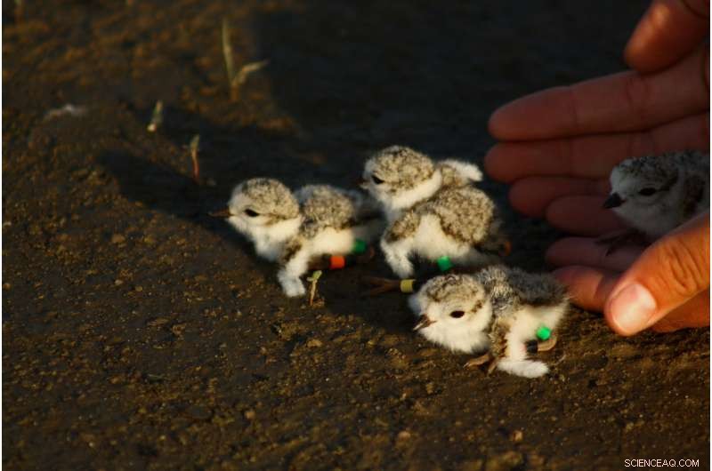 Engineered Sandbars Fall Short as Habitat for Piping Plovers