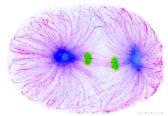 A Signaling Pathway That Precisely Limits Cleavage Furrow Formation to the Cell Mid-Plane
