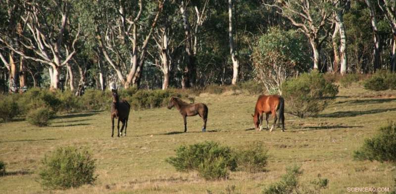 Victoria s Feral Horse Management Plan Faces Challenges Without Culling