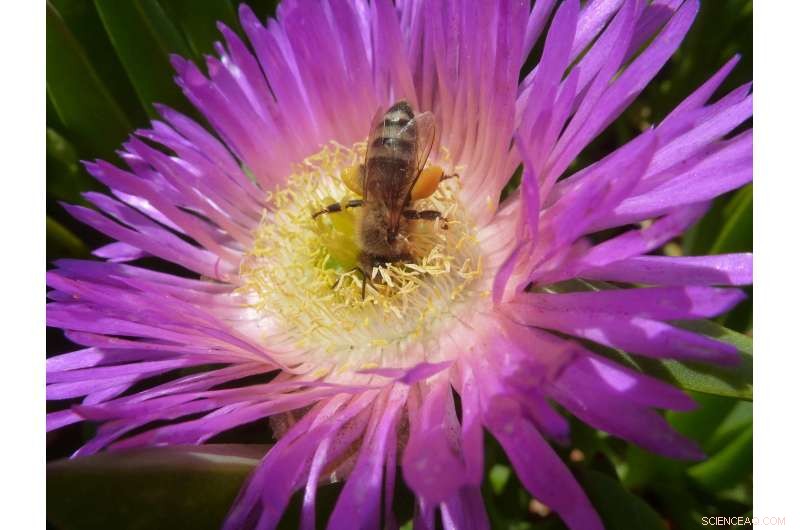 New Global Report Confirms Honey Bees as Most Critical Pollinators for Natural Habitats
