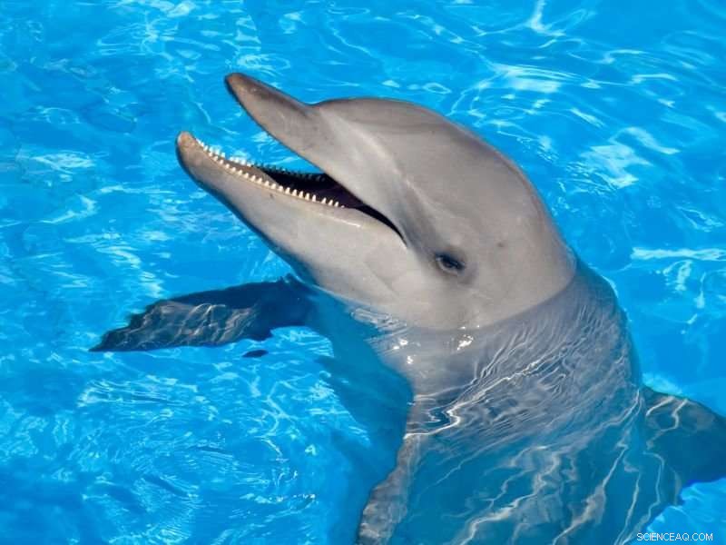 Bottlenose Dolphins Exceed Humans and Chimpanzees in Early Self‑Awareness Tests