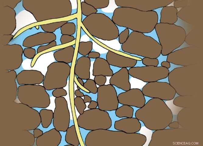 Root Perception: How Plant Roots Detect Water by Growing