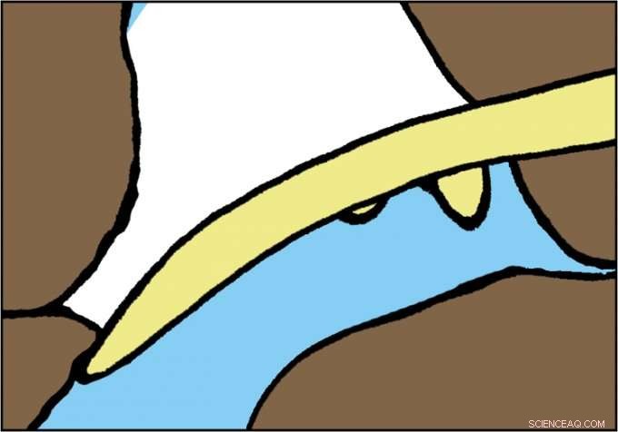 Root Perception: How Plant Roots Detect Water by Growing