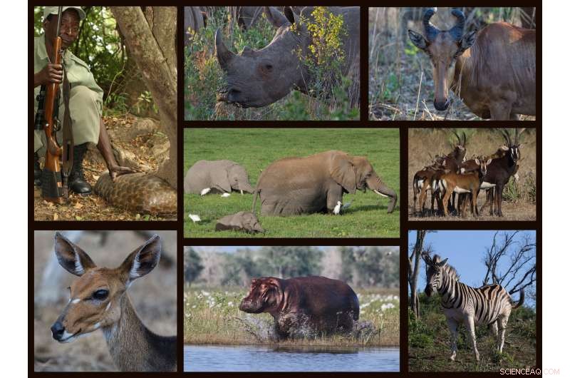 War’s Hidden Toll: How Conflict Drives the Decline of Africa’s Megafauna