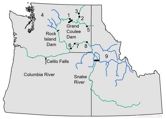 Scientists Reveal Rapid Loss of Genetic Diversity in Northwest Chinook Salmon