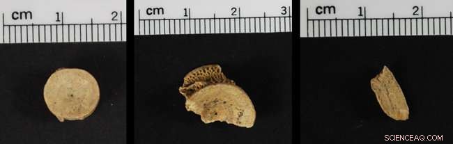 Scientists Reveal Rapid Loss of Genetic Diversity in Northwest Chinook Salmon