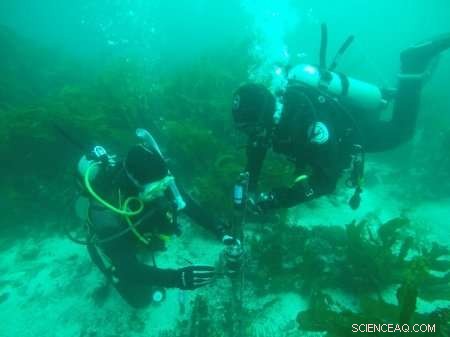 Ship Noise Disrupts Marine Species Communication: First Large-Scale Study