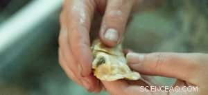 How Climate Change Alters Parasite–Host Dynamics: New Findings