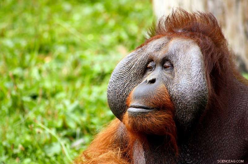 Wild Orangutans Harness Medicinal Plants to Alleviate Joint and Muscle Inflammation