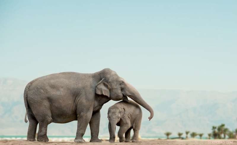 Do Animals Experience Emotions? Exploring Elephant Tears and Rat Joy