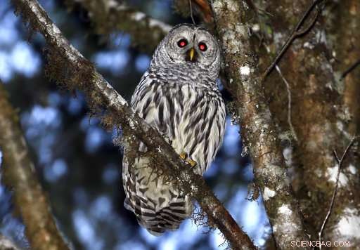 Court Approves Targeted Owl Culling to Study Ecological Impact