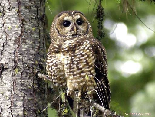 Court Approves Targeted Owl Culling to Study Ecological Impact