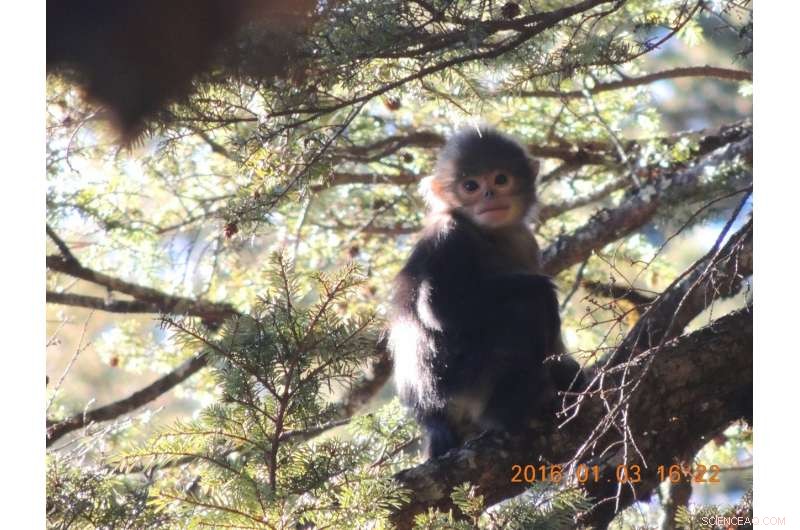 Recent Findings Offer Renewed Hope for Critically Endangered Myanmar Snub‑Nosed Monkey