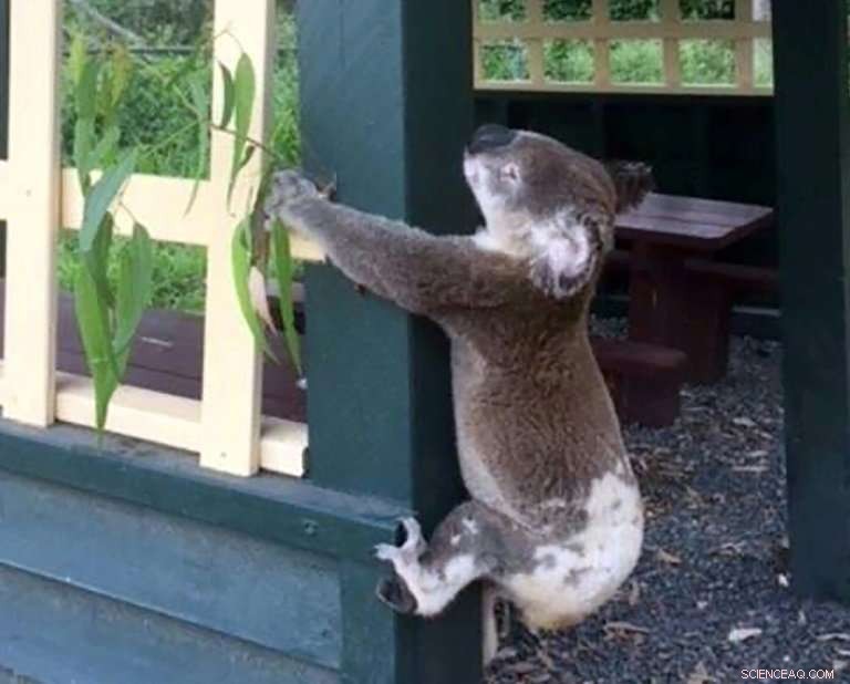 Shocking Incident: Koala Found Screwed to Pole in Australia Sparks Outrage