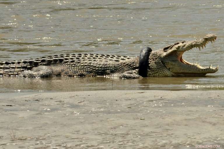 Indonesian Conservationists Rush to Rescue Crocodile Strapped to Tyre Necklace