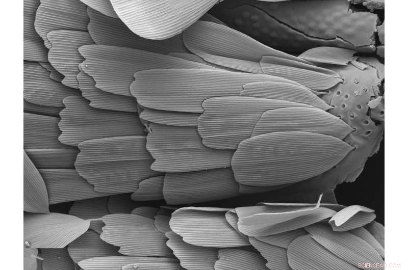 Scientists Discover Evolutionary Answers in Pond Scum