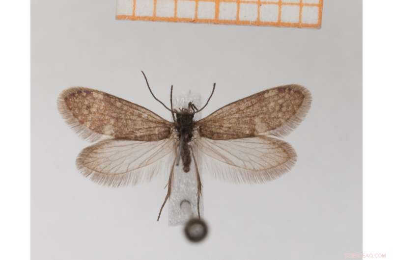 Scientists Discover Evolutionary Answers in Pond Scum