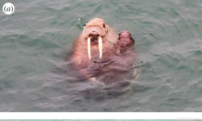 New Study Reveals Mother-Child Left-Side Face-to-Face Preference in Walruses and Indian Flying Foxes