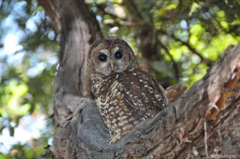 Illegal Marijuana Operations Endanger Spotted Owls with Rat Poison in Northwest California