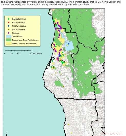 Illegal Marijuana Operations Endanger Spotted Owls with Rat Poison in Northwest California