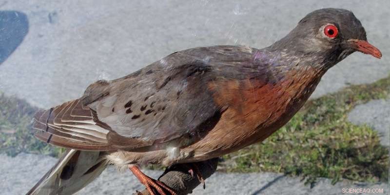 The Tragic Extinction of the Passenger Pigeon: Causes and Consequences