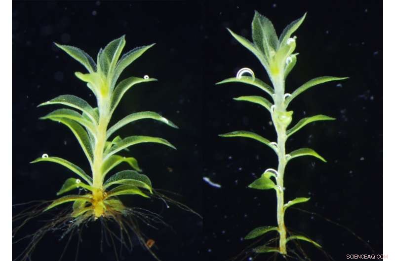 Tracing the Origins of Flower-Development Genes
