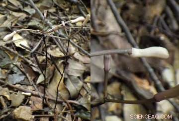 An Orchid That Never Blooms: The Secret Life of Lecanorchis Nigricans