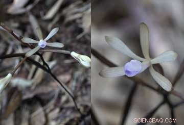 An Orchid That Never Blooms: The Secret Life of Lecanorchis Nigricans