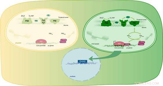Scientists Reveal How Light Drives Chloroplast Development