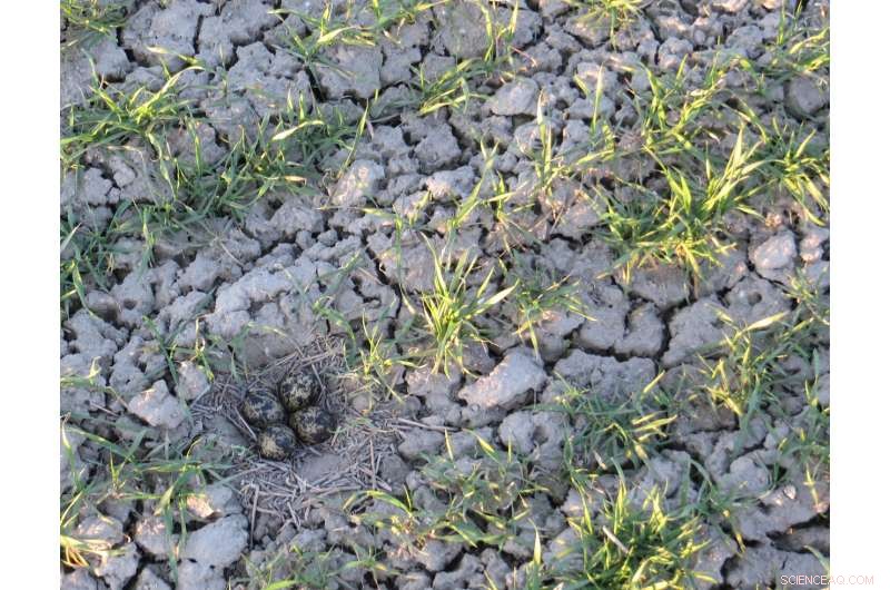 Climate Change Threatens Bird Nests: Rising Nest Destruction on Finnish Farmlands