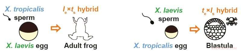 New Frog Study Deciphers the Genetic Rule Governing Hybrid Viability