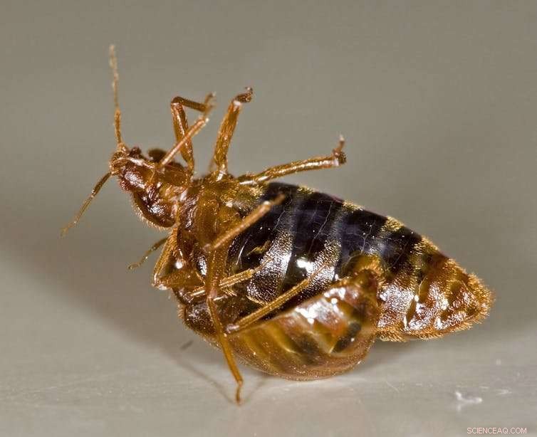 The Complete Guide to Bed Bugs: Facts, Prevention, and Solutions