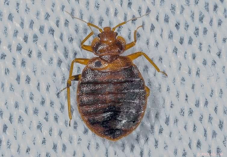 The Complete Guide to Bed Bugs: Facts, Prevention, and Solutions