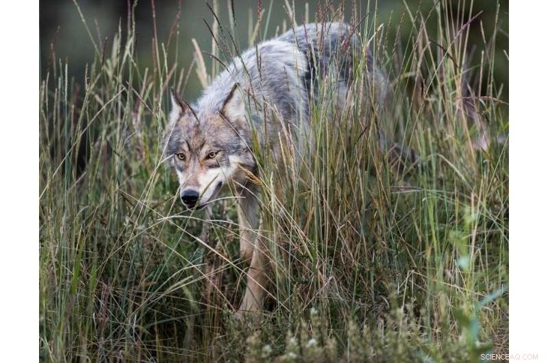 Targeted Wolf Culling Can Backfire, Endangering Neighboring Farms