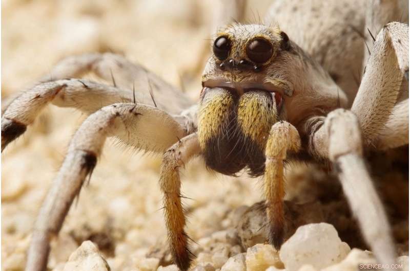 Scientists Trace Ancient Genes Behind Miniature Spider and Insect Eye Evolution